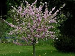 Prunus triloba 'Multiplex' - Babarózsa, magastörzses