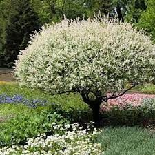 Salix 'Mount Aso' - rózsaszín barkafűz