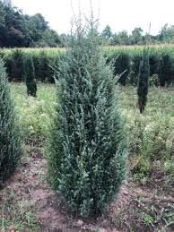Juniperus communis 'Suecica' - oszlopos boróka Juniperus communis 'Suecica' - oszlopos boróka