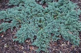 Juniperus horizontalis 'Ice Blue' - Kék henyeboróka