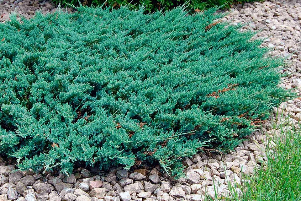 Juniperus horizontalis 'Blue Chip' - Kék kúszó henyeboróka 10 l. kont.