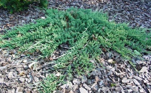 Juniperus horizontalis "Wiltonii" - Henyeboróka 2 l. kont.