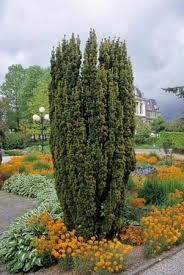 Taxus baccata 'Fastigiata Robusta' - Oszlopos tiszafa, 100/125 cm