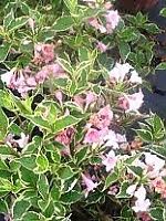 Weigela florida ' Variegata' - tarka levelű rózsalonc