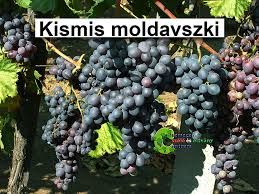 Kismis moldavszkij (piros), kont. szőlő