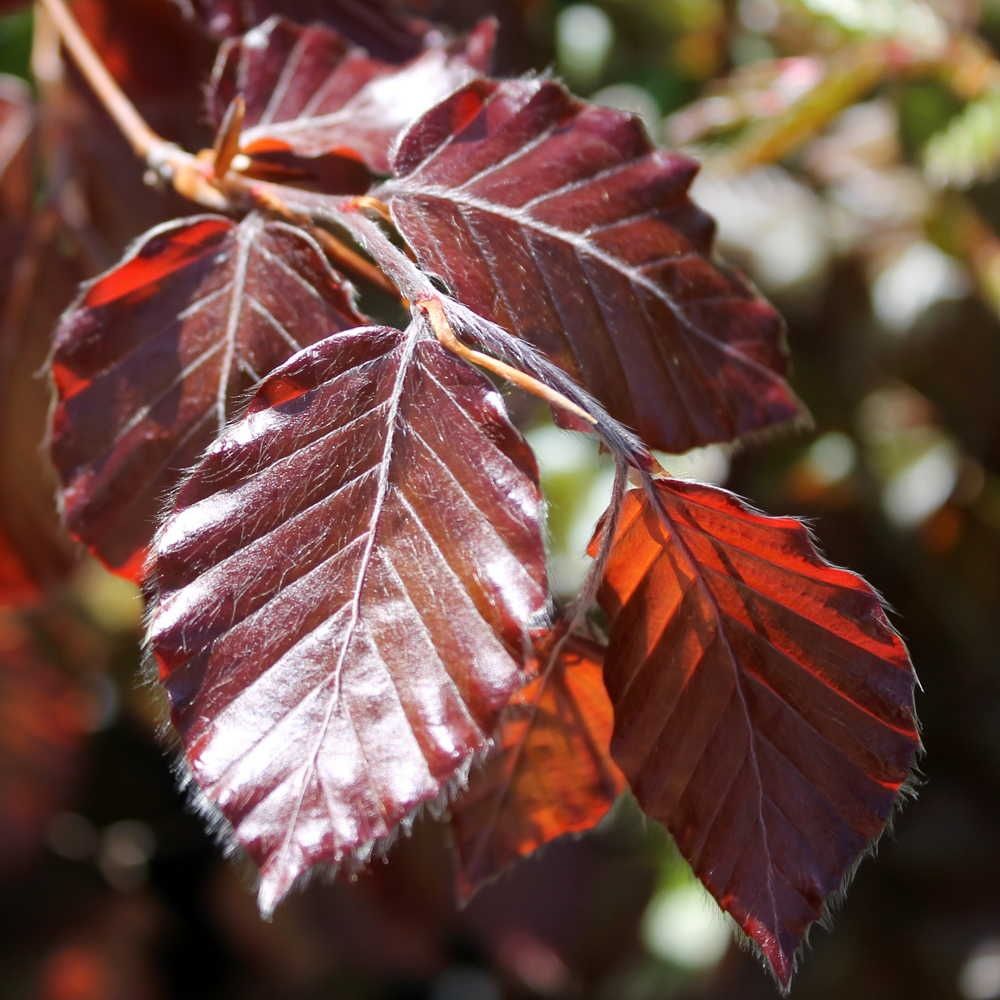 Fagus sylvatica 'Atropunicea' - Vérbükk K5