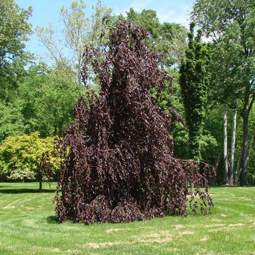 Fagus sylvatica 'Purple Fontaine' - Vérbükk K20