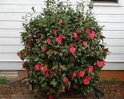 Camelia japonica - japán kamélia K3 Camelia japonica - japán kamélia K3