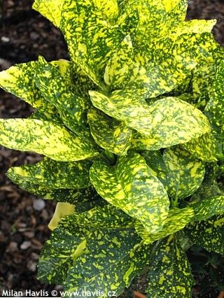Aucuba japonica 'Crotonifolia Gold' - Tarka levelű japán babérsom