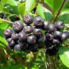 Aronia arbutifolia ’Nero’- fekete berkenye Aronia arbutifolia ’Nero’- fekete berkenye
