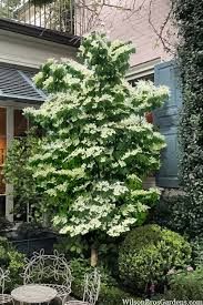 Cornus Kousa 'Flower Tower' - csillagsom Cornus Kousa 'Flower Tower' - csillagsom