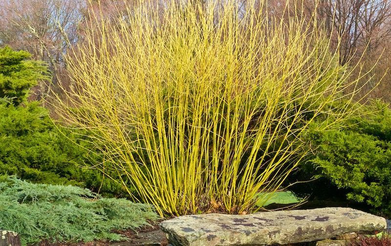 Cornus stolonifera 'Flaviramea' - sárgavesszőjű som