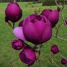 Magnolia 'Black Tulip' - Liliomfa, K15, 150/200 cm