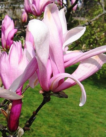 Magnolia 'Rickii' - Liliomfa K2