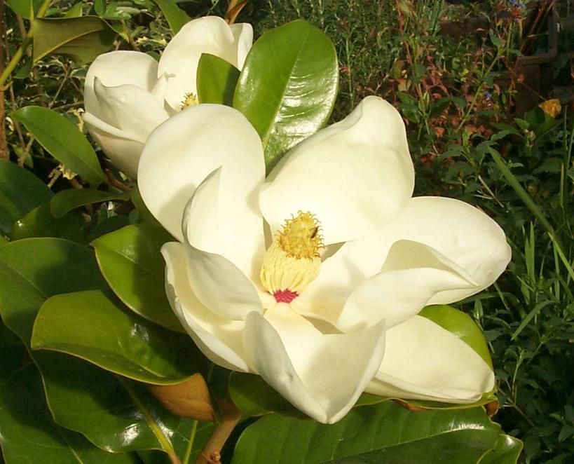 Magnolia Grandiflora ' Gallisoinensis' - Liliomfa, örökzöld liliomfa, K25