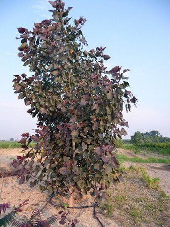 Populus deltoides ’Purple Tower’ - Vörös levelű, oszlopos nyár K13
