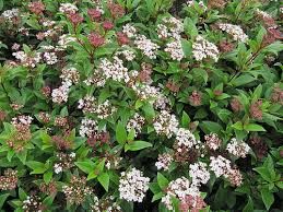 Viburnum tinus ' - Örökzöld bangita magastörzsű, Tm100