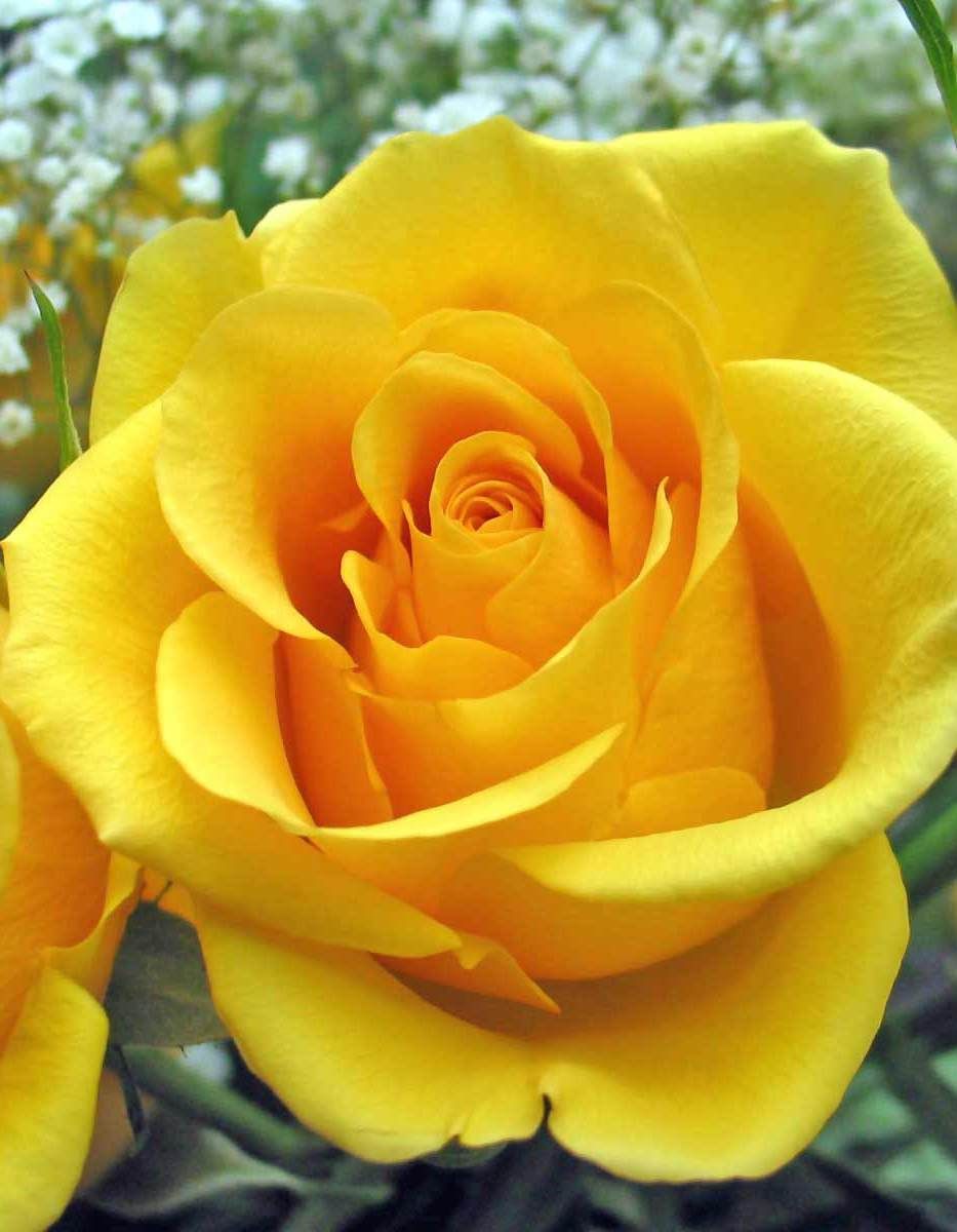 Golden Delight - sárga virágágyi floribunda rózsa