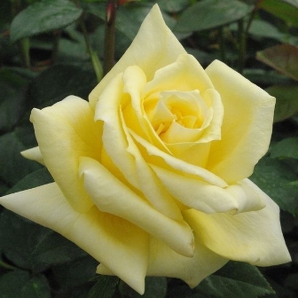 Landora - magastörzsű teahibrid rózsa