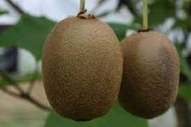 Actinidia chinensis 'Giant' - Óriás termésű kivi Actinidia chinensis 'Giant' - Óriás termésű kivi