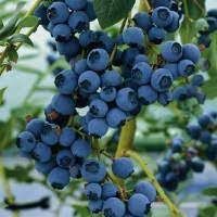 Kékáfonya - 'Bluejay', 1,5 l. kont. Kékáfonya - 'Bluejay', 1,5 l. kont.