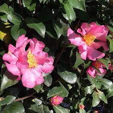 Camellia jsasanqua 'Cleopatra' - karácsonyi kamélia, Tm50