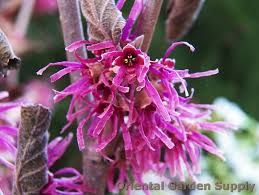 Hamamelis vernalis 'Amethyst' - Varázsmogyoró Hamamelis vernalis 'Amethyst' - Varázsmogyoró