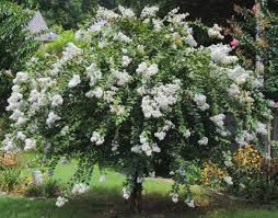 Lagerstroemia - Kínai selyemmirtusz, illatos fehér