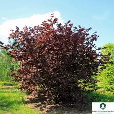  Corylus maxima 'Purpurea' - Vérmogyoró