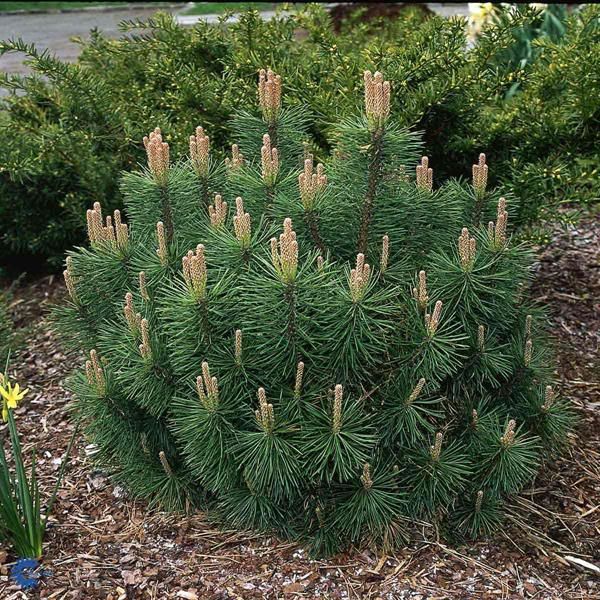 Pinus mugo var. 'Pumilio' - Havasi törpefenyő 