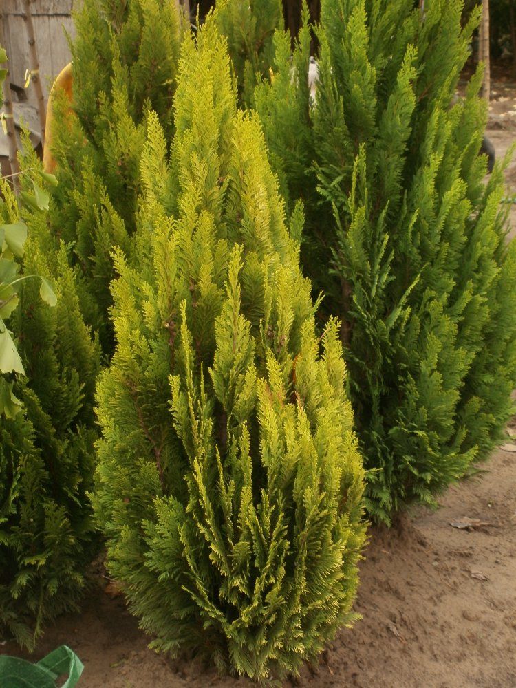 Chamaecyparis lawsoniana 'Barabits Gold' - Oregoni hamisciprus Barabits Gold fajtája. 125/150cm