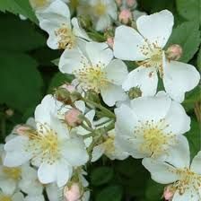 Fehér csüngő koronájú magastörzsű rózsa