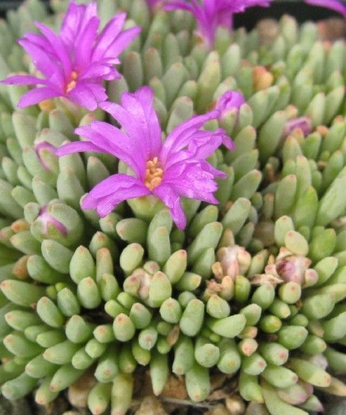Delosperma spalmanthoides - alacsony délvirág