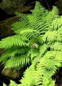 Athyrium filix-femina - Hölgypáfrány Athyrium filix-femina - Hölgypáfrány