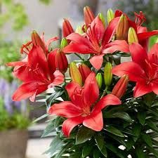 Liliom - Lilium 'Happy Heart' Liliom - Lilium 'Happy Heart'
