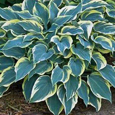 Hosta 'First Frost' - árnyékliliom Hosta 'First Frost' - árnyékliliom