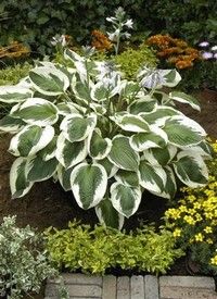 Hosta 'Minuteman' - árnyékliliom Hosta 'Minuteman' - árnyékliliom