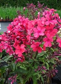 Phlox paniculata 'Starfire' - bugás lángvirág Phlox paniculata 'Starfire' - bugás lángvirág