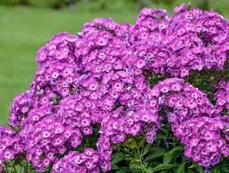 Phlox paniculata 'Laura' - bugás lángvirág Phlox paniculata 'Laura' - bugás lángvirág