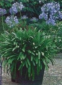 Agapanthus africanus 'Dr Brouwer' - Afrikai szerelemvirág, kék Agapanthus africanus 'Dr Brouwer' - Afrikai szerelemvirág, kék
