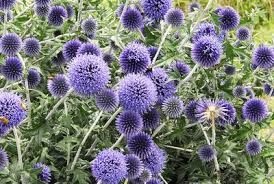 Echinops bannaticus 'Blue Globe' - bánsági szamárkenyér