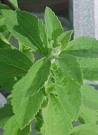 Édesfű - Stevia rebaudiana Édesfű - Stevia rebaudiana