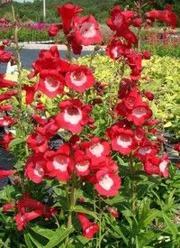 Penstemon hartwegii 'Phoenix Red' - Bugatölcsér 