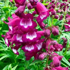 Penstemon 'Phoenix Magenta' - Bugatölcsér