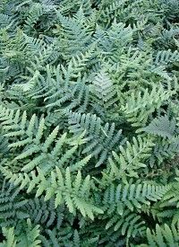 Pelyvás pajzsika - Dryopteris affinus Pelyvás pajzsika - Dryopteris affinus