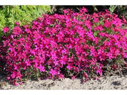 Phlox douglasii 'Ochsenblut' - törpe lángvirág Phlox douglasii 'Ochsenblut' - törpe lángvirág