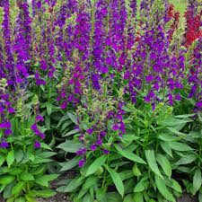 Lobelia x speciosa 'Starship Blue' - pompás lobélia