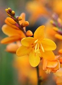 Crocosmia 'George Davidson' - kerti sáfrányfű Crocosmia 'George Davidson' - kerti sáfrányfű