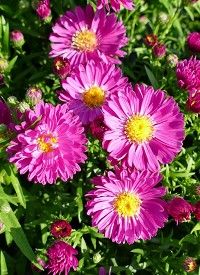 Aster dumosus 'Rubin' - Törpe őszirózsa Aster dumosus 'Rubin' - Törpe őszirózsa