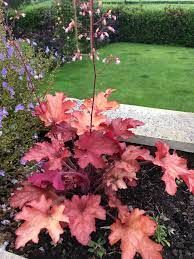 Heuchera 'Boysenberry' - tűzeső Heuchera 'Boysenberry' - tűzeső